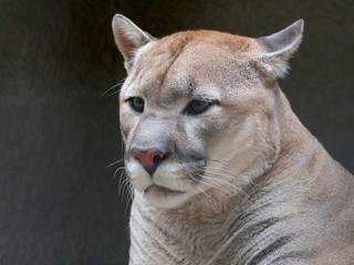 Obraz premium cougar before the attack on the victim prepares to jump