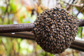 Abstract hexagon structure is honeycomb from bee hive,The colony of honey bees working on...