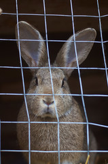 Obraz premium rabbit in the zoo