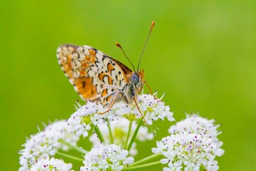 Fototapeta premium Macro photography butterfly in the field