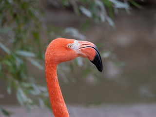 Fototapeta premium Portrait of a pink flamingo in a profile.