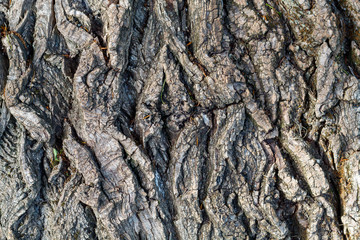 Old Weathered Tree Bark Texture