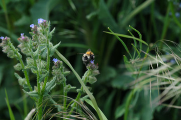 Insekt bei der Bestäubung von Wiesenblüte - Ackerhummel vor grünem Hintergrund - Stockfoto