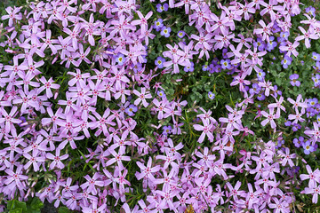 Fototapeta premium texture of spring garden small purple and pink flowers flowers