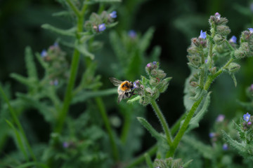 Insekt bei der Bestäubung von Wiesenblüte - Ackerhummel vor grünem Hintergrund - Stockfoto