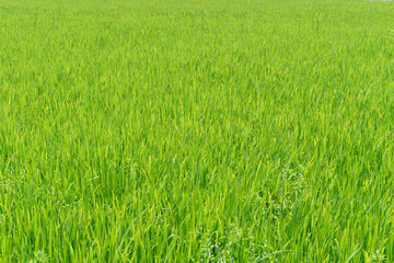 Rice fields, terraces, plantation, organic rice farm and agriculture in Thailand.