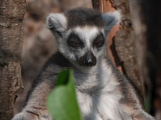 Ring-tailed Lemur Lemur catta sits under a tree and looks away