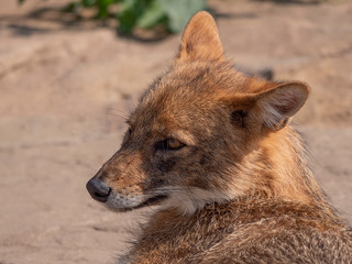 Golden jackal in nature tracks down prey, portrait