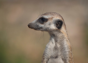 Fototapeta premium Meerkat or suricate is a small carnivoran belonging to the mongoose family