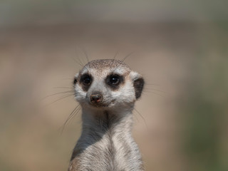 Fototapeta premium Meerkat or suricate is a small carnivoran belonging to the mongoose family