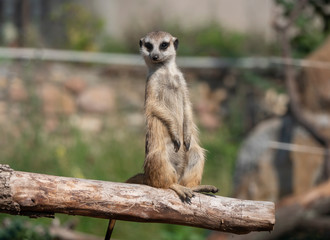 Meerkat or suricate is a small carnivoran belonging to the mongoose family