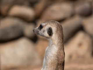 Meerkat or suricate is a small carnivoran belonging to the mongoose family