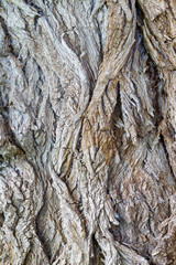 Old Weathered Tree Bark Texture