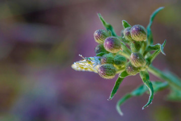 
Macro photography butterfly in the field