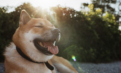 happy smile dog close up walk on background green landscape, chilling shiba inu leisure on park, pet relaxing on sun flare nature, animal friend relax holiday vacation trip, mockup copy space