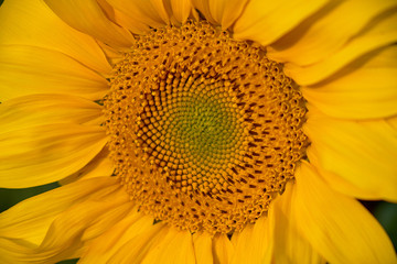 photo of a yellow sunflower