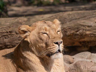 Portrait lioness basking in the warm sun after dinner