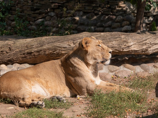 Naklejka na ściany i meble Portrait lioness basking in the warm sun after dinner