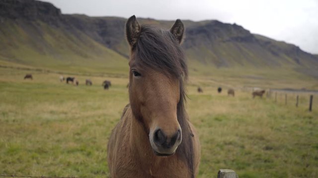 Icelandic Horse In front of Beautiful Scenery 
