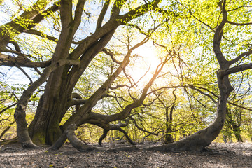 Magical scenic forest, with the sun casting its warm light through the foliage. Natural background. Reinhardswald - germany