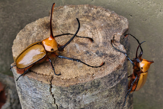 escarabajo rinoceronte