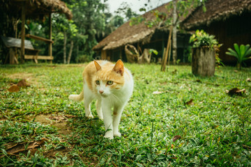 Puerto Maldonado Peru Rainforest Jungle