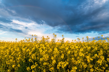 Rapeseed field, Blooming canola flowers panorama. Rape on the field in summer at sunset. Bright Yellow rapeseed oil. Large rapeseed field up to the horizon with blue sky, white clouds and rainbow.