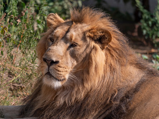 Obraz na płótnie Canvas Portrait lion basking in the warm sun after dinner