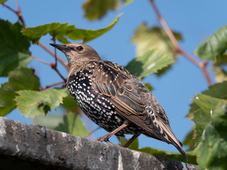 Common starling sturnus vulgaris sitting on the fence