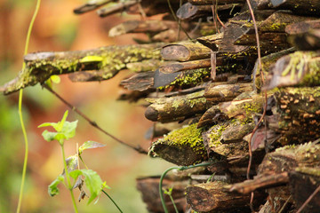 Nature beauty and its important  