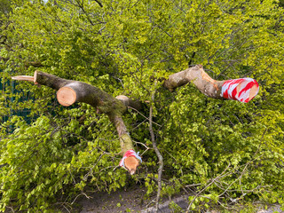 Large branches sawn off from a tree blown over by strong winds - obrazy, fototapety, plakaty