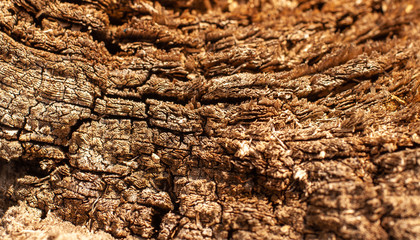 Old tree on the cut. Close up.