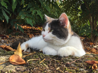 Gato blanco bebe en el exterior 