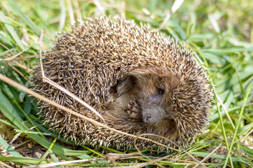 Curled up hedgehog. Concept reaction to the danger of wild animals.