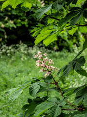 HORSE CHESTNUT 