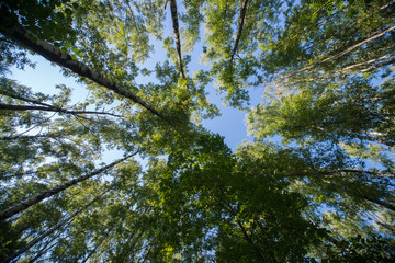 Looking up in Forest - Green Tree branches nature abstract
