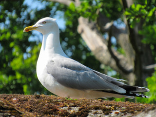 Gaviota