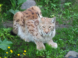 Lince