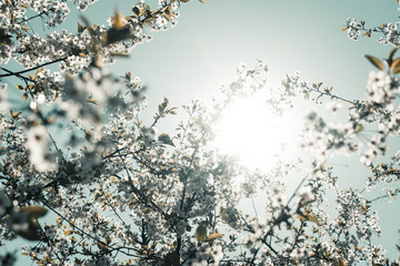 Branches of a blooming apple tree in the spring rays of the sun.
