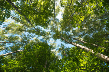 Looking up in Forest - Green Tree branches nature abstract