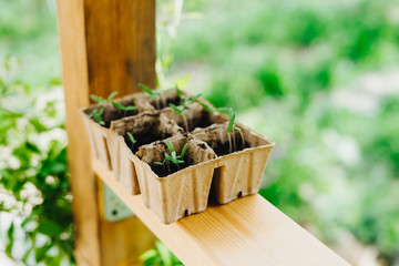 Sown tomatoes in cardboard peas with peat content.