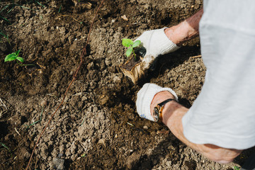 The hands of an elderly man plant a seedling of cucumbers. Earth Day.