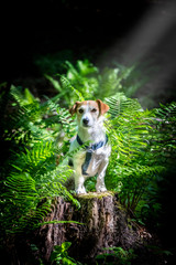 jack russell terrier