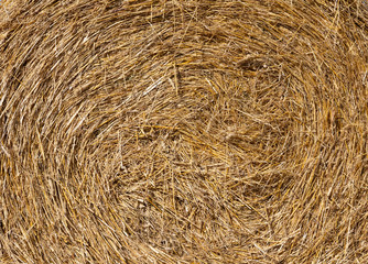 Rural landscape Golden straw texture background, close up