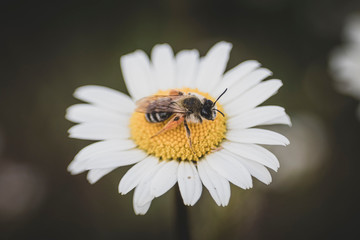 Fototapeta premium bee on daisy