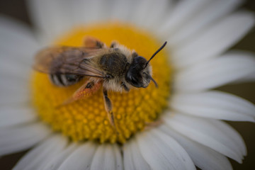 bee on yellow flower