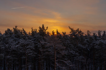 Sunset in the winter cold coniferous forest