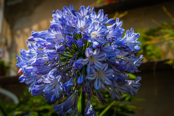 Blue agapanthus blossom © hardyuno