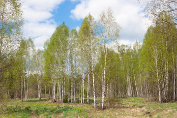 Spring forest landscape with birches against a blue sky with clouds