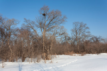 Winter sunset in the forest with sunbeams